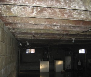 mold growth in Philadlephia basement after a flood
