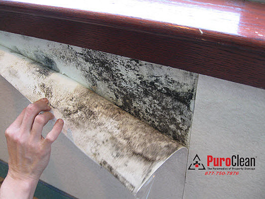 without professional water damage remediation mold grows behind wall paper