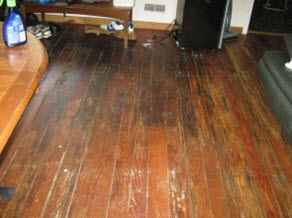 mold grows on hardwood floors when left wet too long