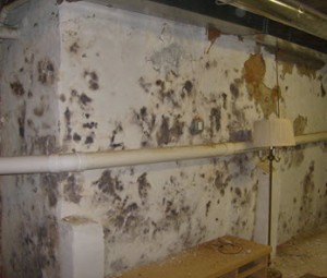 chronic fatigue syndrome and mold: moldy basements need remediation before they make you sick