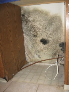 Mold damage in kitchen