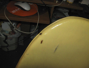 hoarding behaviors and roach infestation