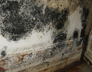 mold grows on school walls