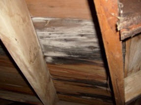 attic mold growth, Medford NJ