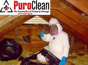 attic mold damage restoration technician