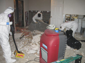 expert mold remediation