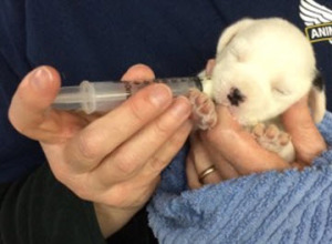 puppies rescued from hoarding in Kentucky