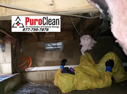 Expert mold remediation Whiting, NJ