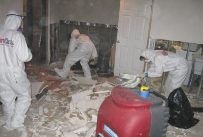 professional mold removal services