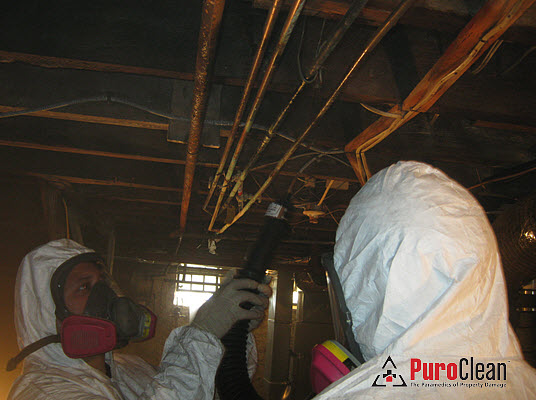 basement mold removal technicians