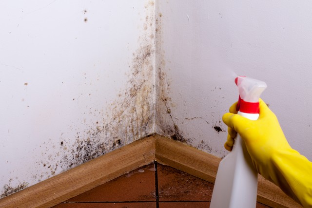 Are Dead Mold Spores Harmful?
