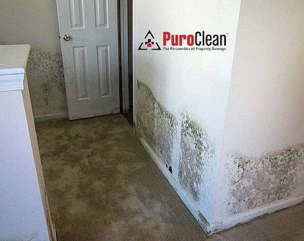 Modern Day Construction Promotes Mold Growth!